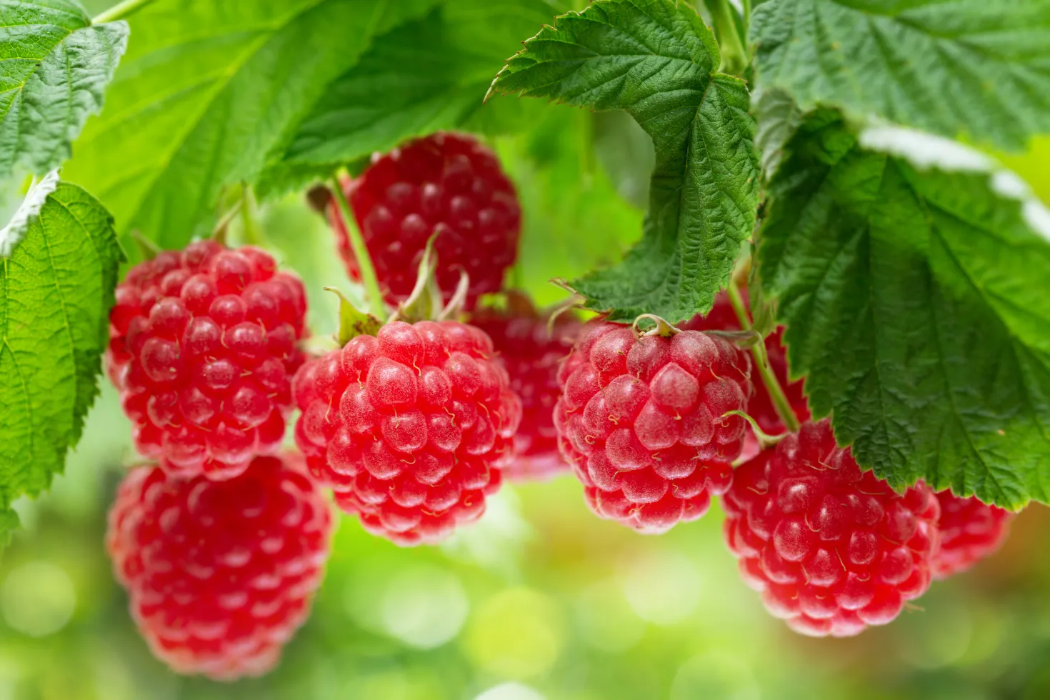 raspberry